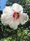 Hibiscus Cuttings 5x8" Long Helene Whit with Red Center Rose of Sharon (Hibiscus syriacus)