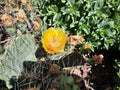 Opuntia Phaeacantha Cactus Plant | Desert Prickly Pear | Drought-Tolerant Succulent