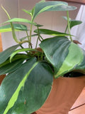 Rooted Brazil Philodendron Houseplant - Ideal for Balcony Decoration - Philodendron hederaceum 'Brasil'