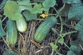 Pickling Cucumber Seeds, 50+ Heirloom Non-GMO, National Variety, Perfect for Homemade Pickles