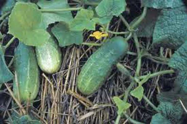 Pickling Cucumber Seeds, 50+ Heirloom Non-GMO, National Variety, Perfect for Homemade Pickles