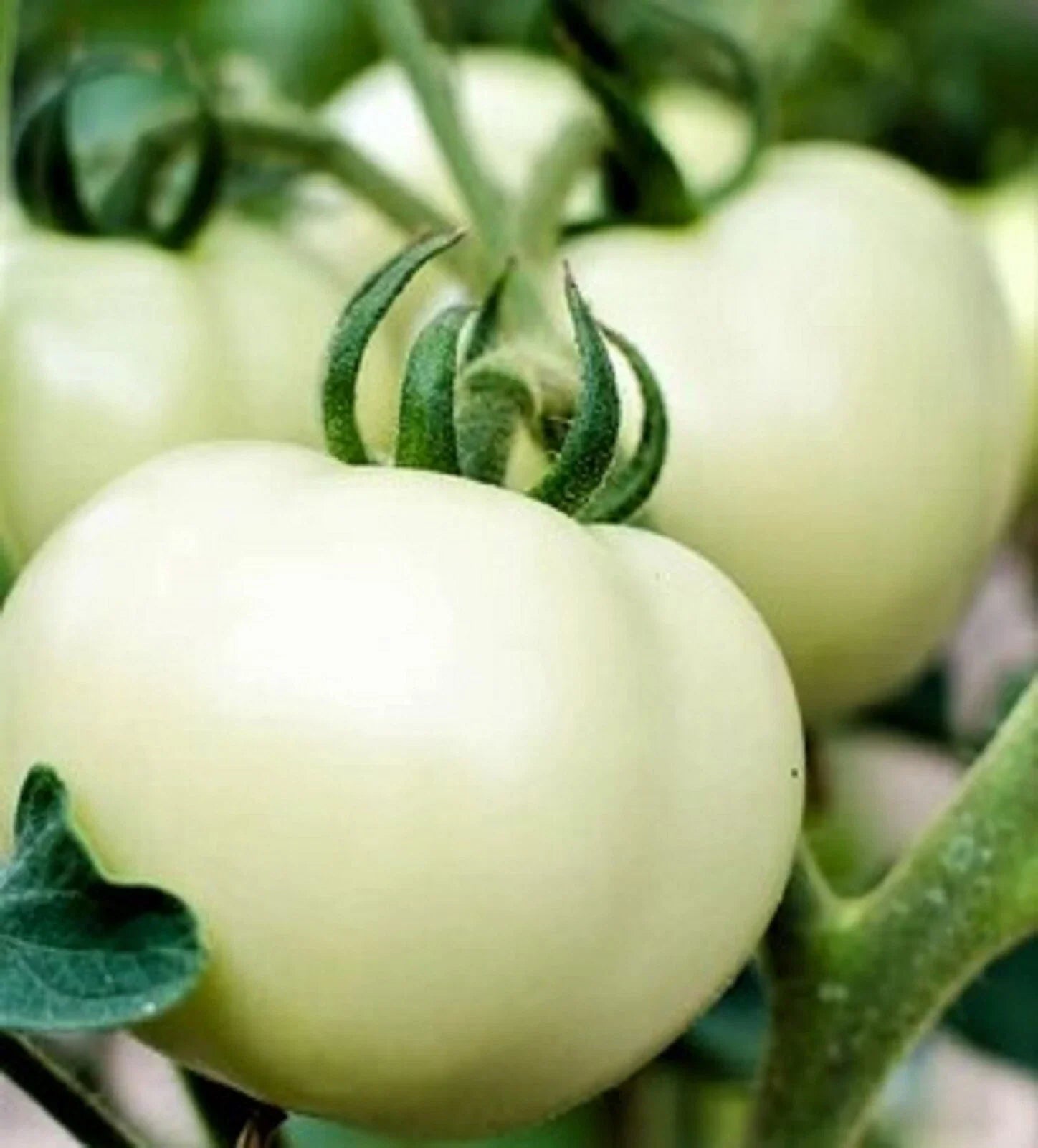 Great White Tomato Seeds 50+ Non-GMO Beefsteak Variety - Perfect for Home Gardening (Solanum lycopersicum)