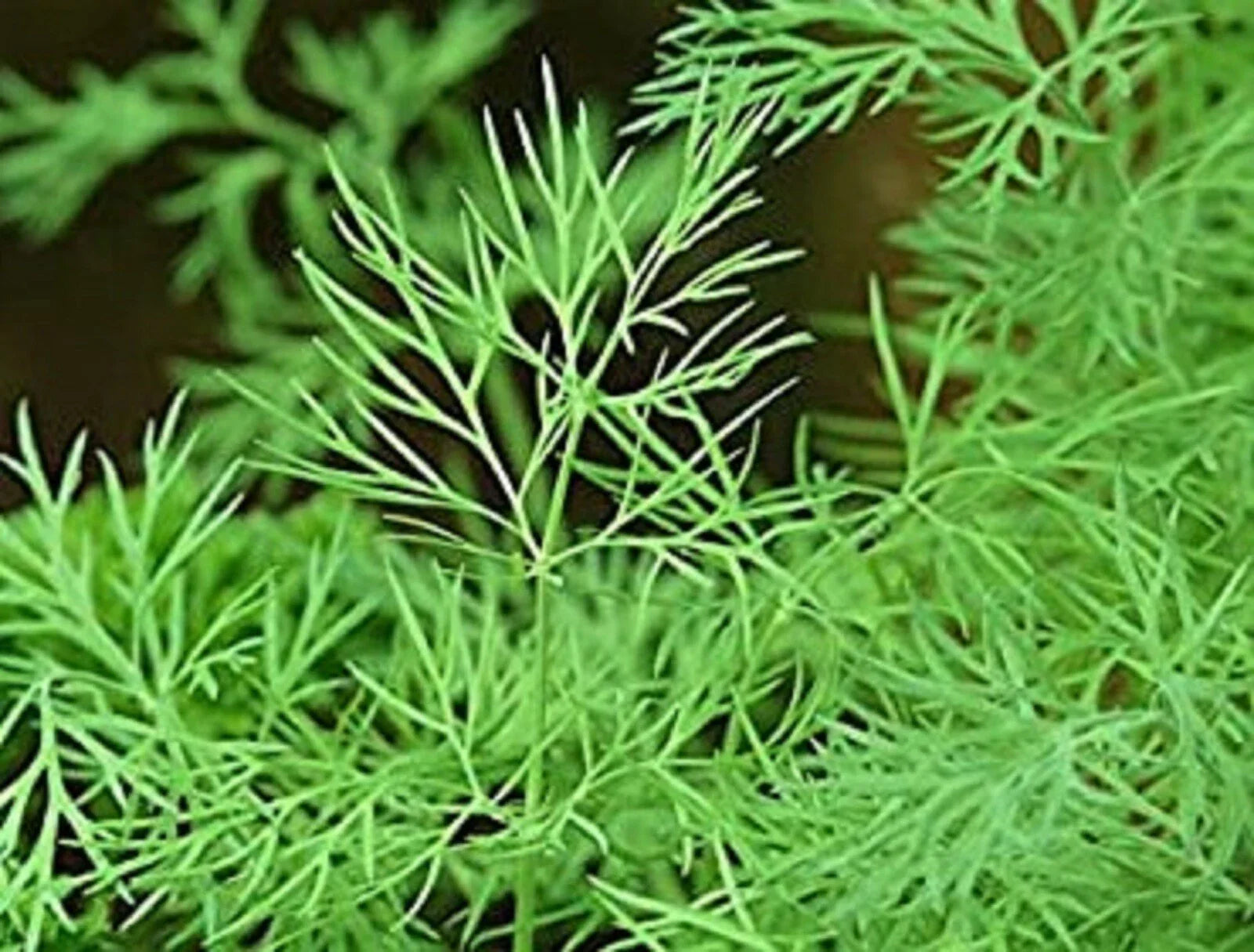 Dukat Dill Seeds 200+ Non-GMO Heirloom Seeds Anethum graveolens
