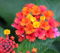 Lantana Confetti Live Annual Plant Plugs, 4 Baby Plants, Pink Yellow Magenta Flowers, Lantana camara