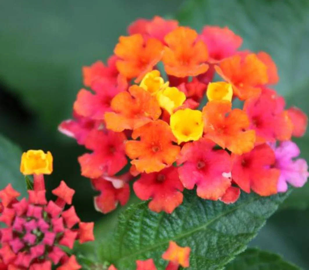 Lantana Confetti Live Annual Plant Plugs, 4 Baby Plants, Pink Yellow Magenta Flowers, Lantana camara