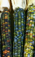 Ornamental Corn Seed - Greenhorn Variety - Fresh Seeds - Zea mays subsp. everta