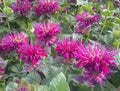 Fireball Bee Balm 100 Seeds - Monarda didyma - Hummingbird Flower Seeds - Vibrant Red Blooms