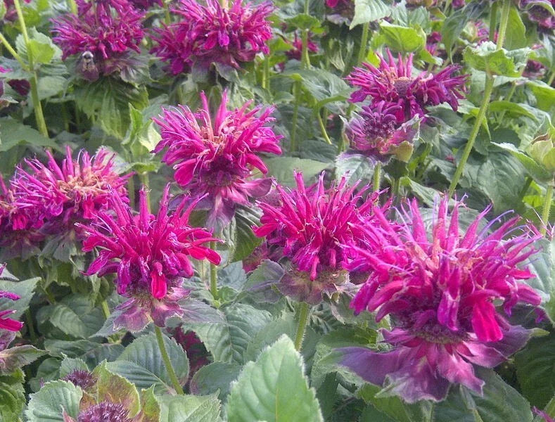 Fireball Bee Balm 100 Seeds - Monarda didyma - Hummingbird Flower Seeds - Vibrant Red Blooms