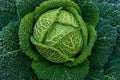 Savoy Perfection Cabbage Seeds - 1000+ Heirloom NON-GMO Fresh Seeds - Brassica oleracea