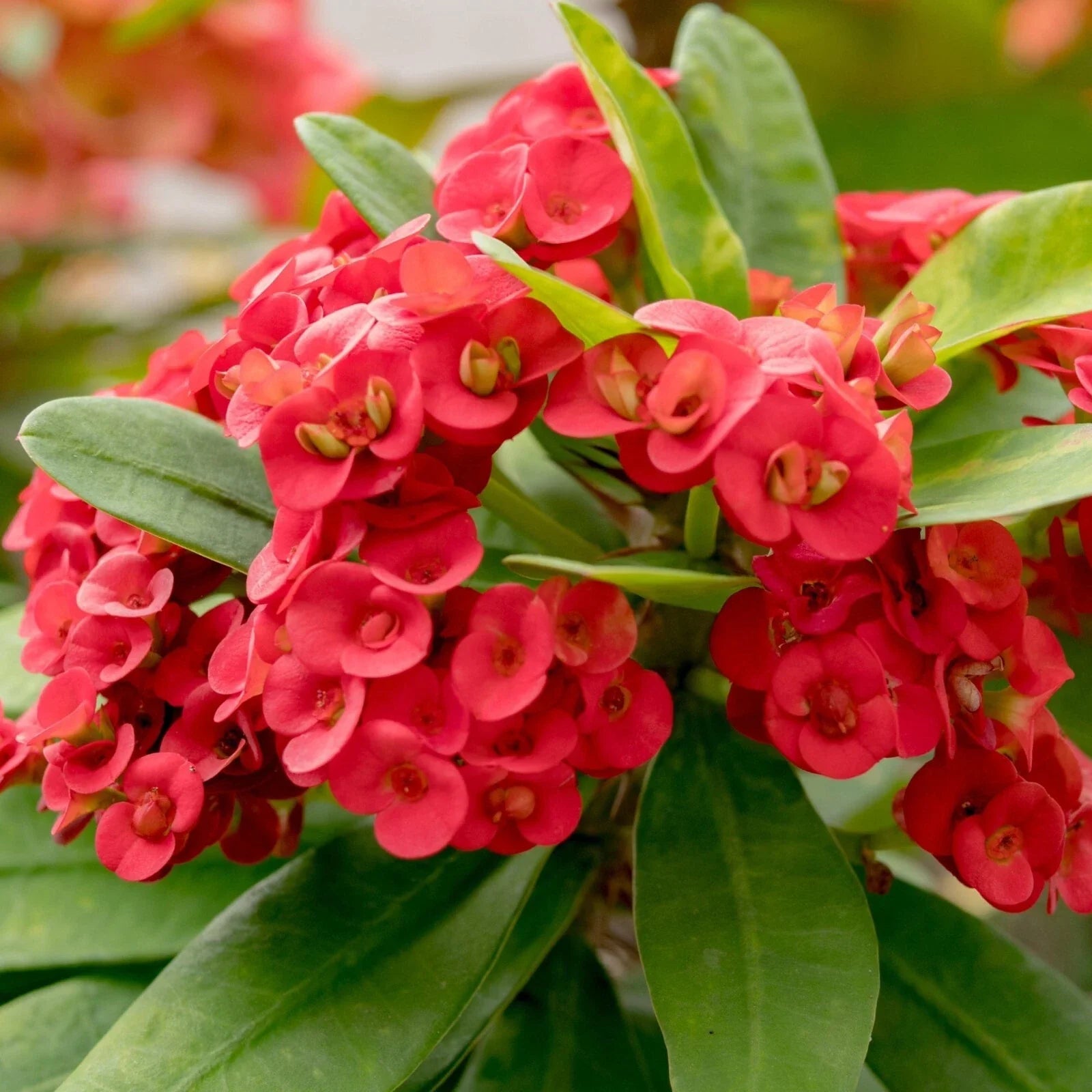 Red Crown of Thorns Plant 4–6" Tall - Euphorbia milii - Live Succulent in Pot - Drought-Tolerant Indoor/Outdoor Decor