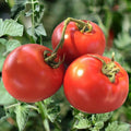 Heirloom Tomato Seeds - 10+ Organic Non-GMO Drought Resistant - Solanum lycopersicum