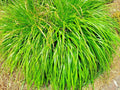 Lemongrass Seeds - 200+ Non-GMO Heirloom Mosquito Repellent Herb - Cymbopogon citratus - USA