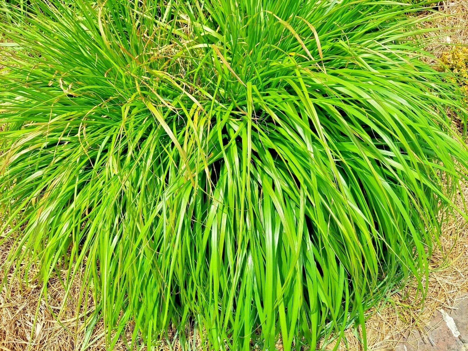 Lemongrass Seeds - 200+ Non-GMO Heirloom Mosquito Repellent Herb - Cymbopogon citratus - USA