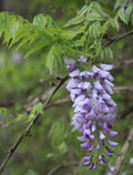 American Wisteria - 8 Seeds, Wisteria frutescens, Fast-Growing Perennial Climbing Vine for Gardens