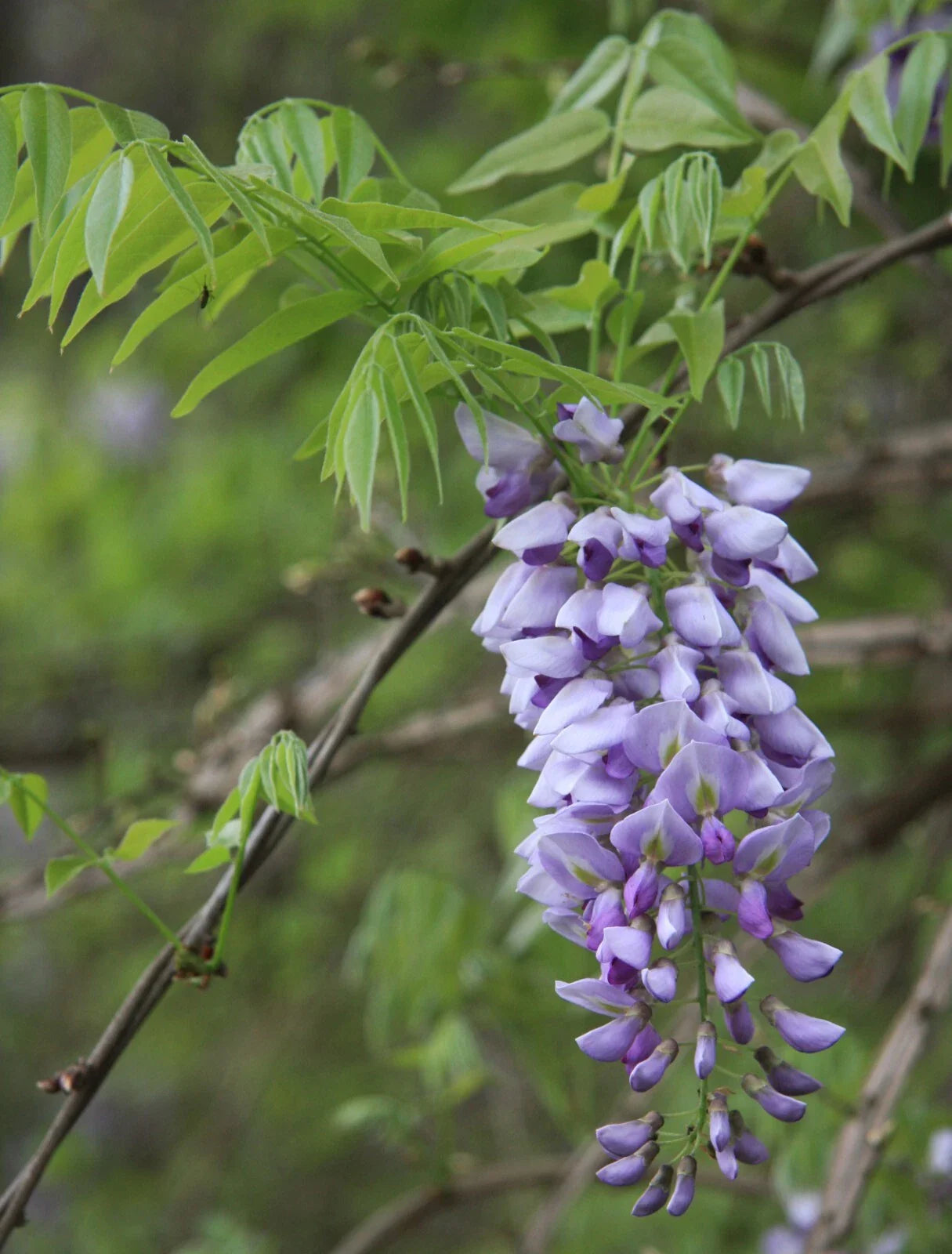 American Wisteria - 8 Seeds, Wisteria frutescens, Fast-Growing Perennial Climbing Vine for Gardens