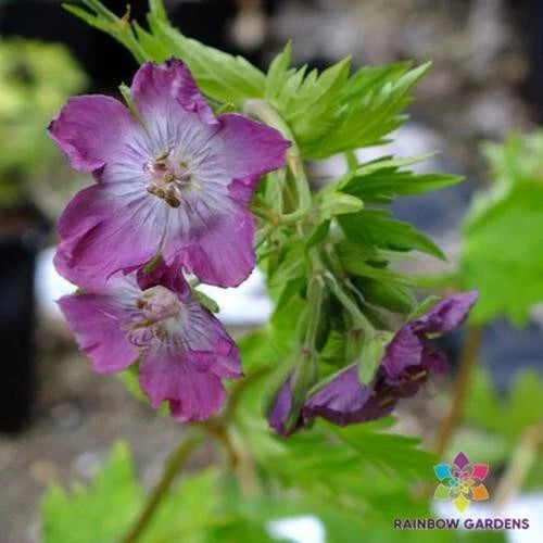 Mottisfont Rose Geranium Seeds - 25+ Premium Seeds for Garden Planting - Pelargonium 'Mottisfont' - USA