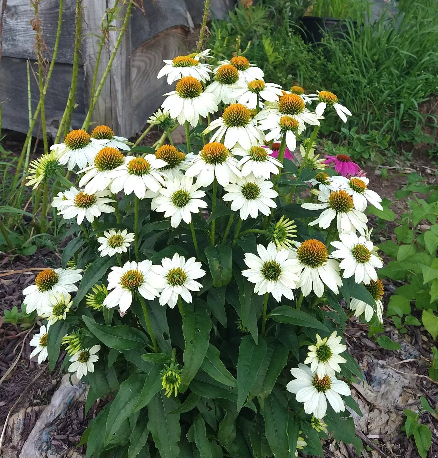 Echinacea "Pow Wow White" Live Perennial Starter Plants, 4 Plugs, 16-20" Tall, Attracts Pollinators, Echinacea purpurea