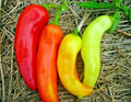 Sweet Banana Pepper Seeds - Organic Vegetable Seeds for Garden or Container - Hungarian Variety - Capsicum annuum