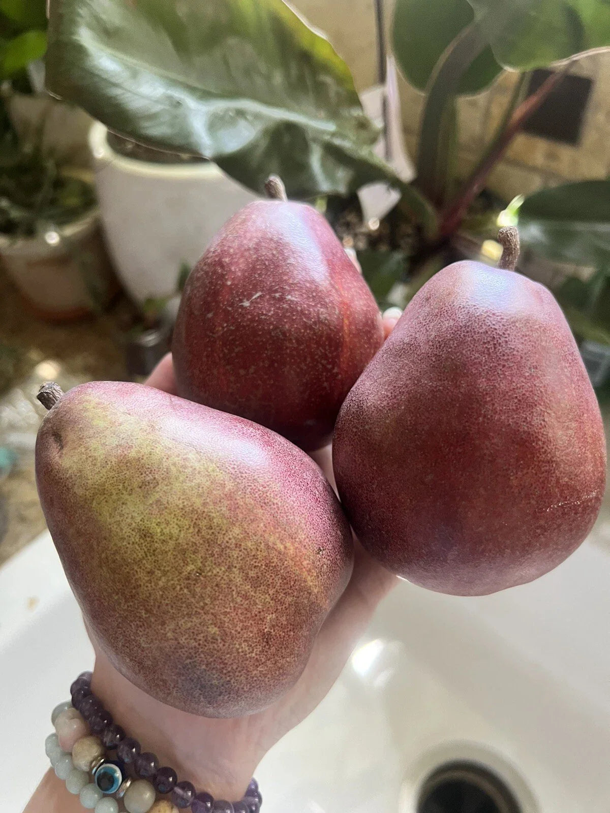 Red Anjou Pear Seeds - 5 Pack - Non-GMO, Edible Fruit Garden - Perfect for Smoothies - Pyrus communis