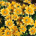 Rudbeckia Seeds - 200+ Green Eyes Variety for Garden Planting - Black-Eyed Susan (Rudbeckia hirta) - USA