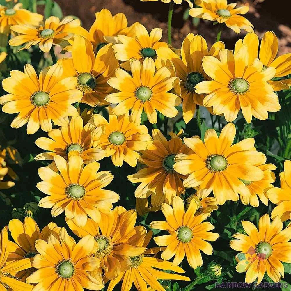 Rudbeckia Seeds - 200+ Green Eyes Variety for Garden Planting - Black-Eyed Susan (Rudbeckia hirta) - USA