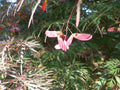 Tamukeama Japanese Maple Tree Seeds - 20 Seeds - Acer palmatum 'Tamukeama' - Ornamental, Drought-Tolerant, Hardy
