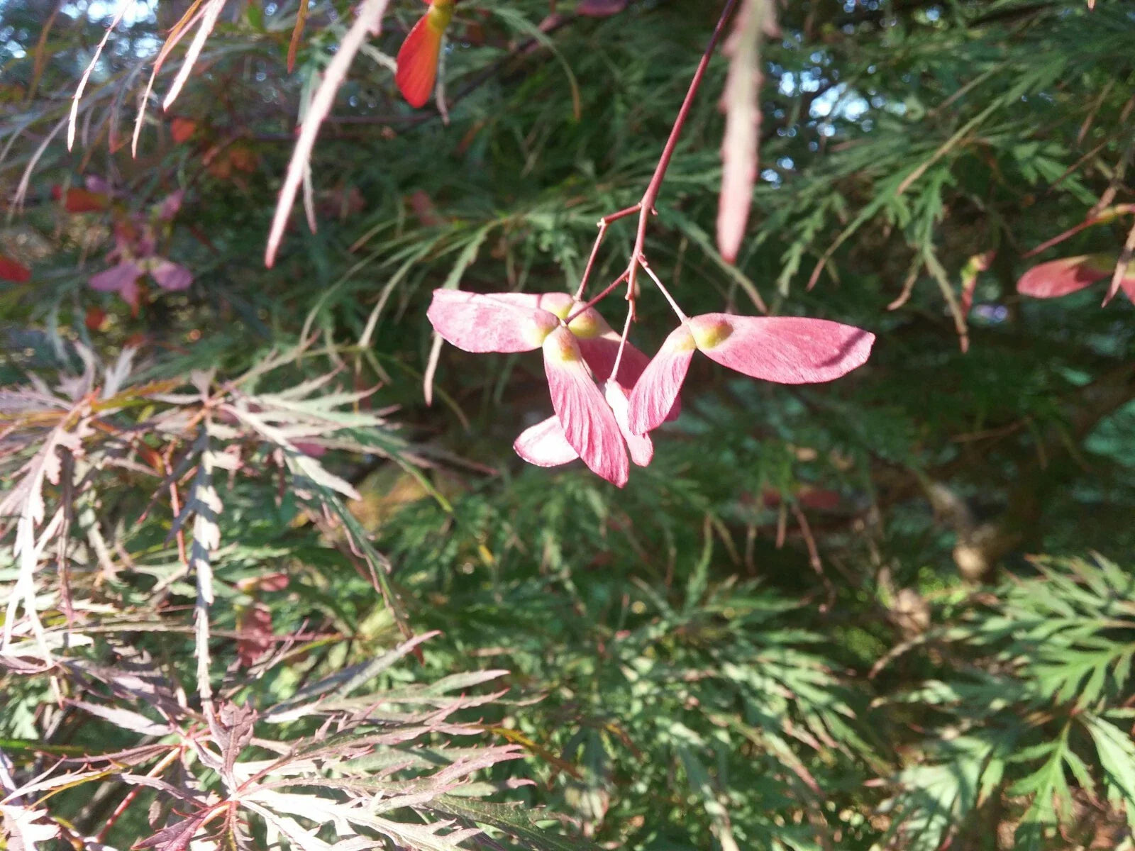 Tamukeama Japanese Maple Tree Seeds - 20 Seeds - Acer palmatum 'Tamukeama' - Ornamental, Drought-Tolerant, Hardy
