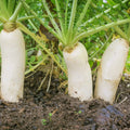 Earthquake Radish Seeds | 100+ Seeds | Soil-Breaking Variety | Raphanus sativus