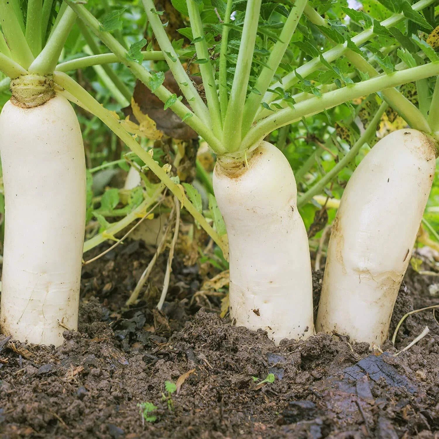 Earthquake Radish Seeds | 100+ Seeds | Soil-Breaking Variety | Raphanus sativus