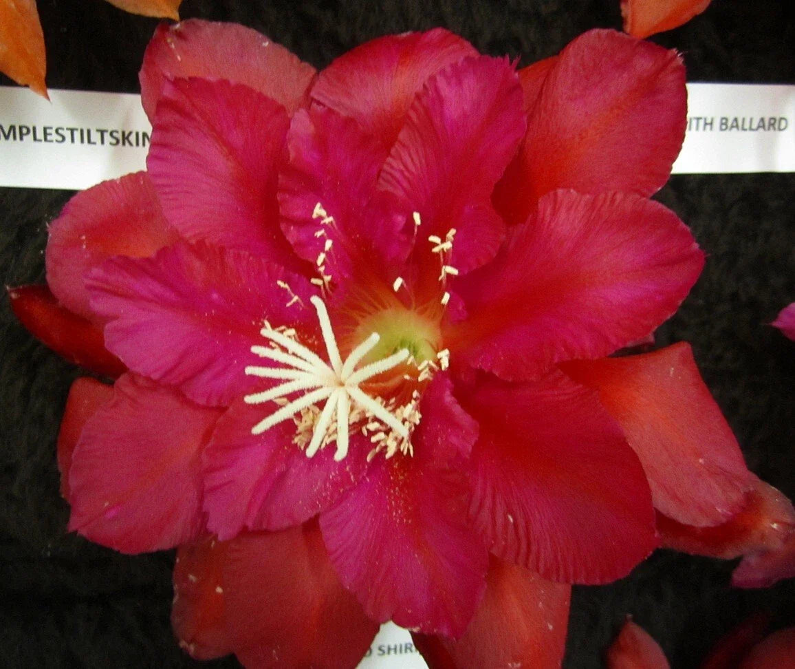 Epiphyllum Orchid Cactus Cutting - Yoshiko Shiraiwa Variety - Don's Cuttings AUG/2