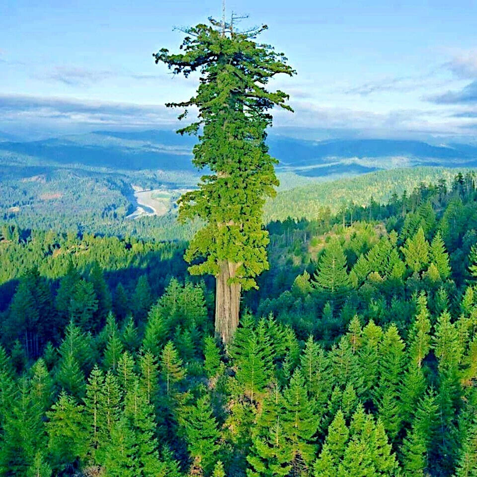 Giant Sequoia Seeds - Fast Growing Sierra Redwood - Sequoiadendron Giganteum - Hardy Trees for Planting