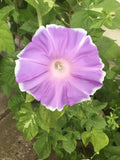 Peach Pie Japanese Morning Glory Seeds - 10 Pack - Ipomoea tricolor