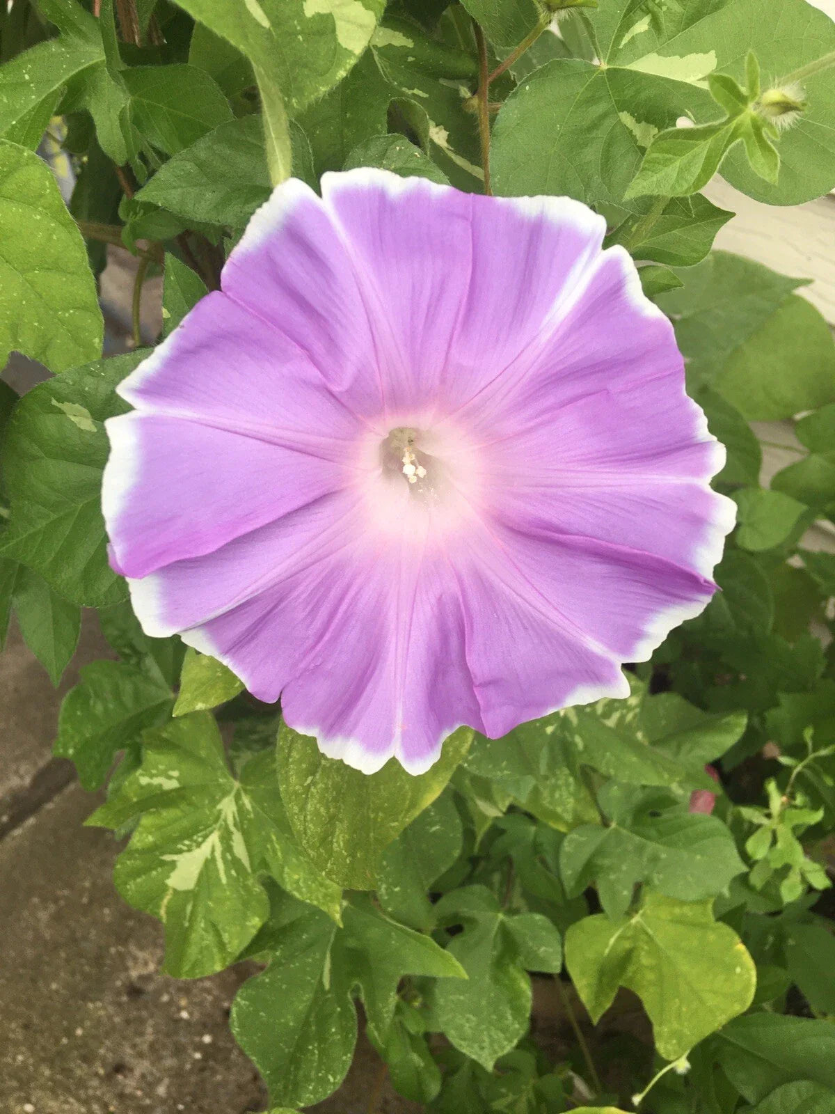 Peach Pie Japanese Morning Glory Seeds - 10 Pack - Ipomoea tricolor
