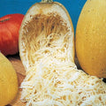 Spaghetti Squash Seeds - 50+ Heirloom Organic Non-GMO - Winter Variety - Fresh Gardening Seeds