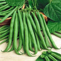 Top Crop Bush Green Bean Seeds - Heirloom, NON-GMO, Stringless, Organic Variety, Phaseolus vulgaris