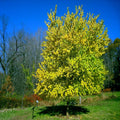 Osage Orange Tree Seeds - 20 Count - Maclura Pomifera - Hardy Hedge Apple Monkey Ball