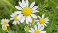 Roman Chamomile Seeds - NON-GMO Ground Cover for Teas & Medicine - Multiple Sizes Available - Chamaemelum nobile
