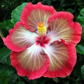 Hibiscus Seeds - 20 Perennial Flower Seeds - White Pink Red Varieties - Hibiscus rosa-sinensis - US Seller