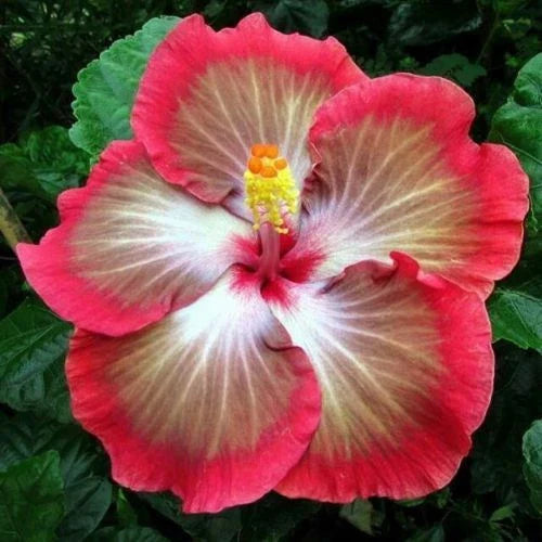 Hibiscus Seeds - 20 Perennial Flower Seeds - White Pink Red Varieties - Hibiscus rosa-sinensis - US Seller
