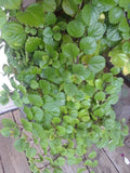 Swedish Ivy Cuttings (5) - Esquejes De Millonaria, Plectranthus Verticillatus, Indoor Houseplant Decor