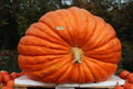 Big Max Pumpkin Seeds - 50+ Count - Giant Prize Winning - Non-GMO Heirloom - Cucurbita maxima