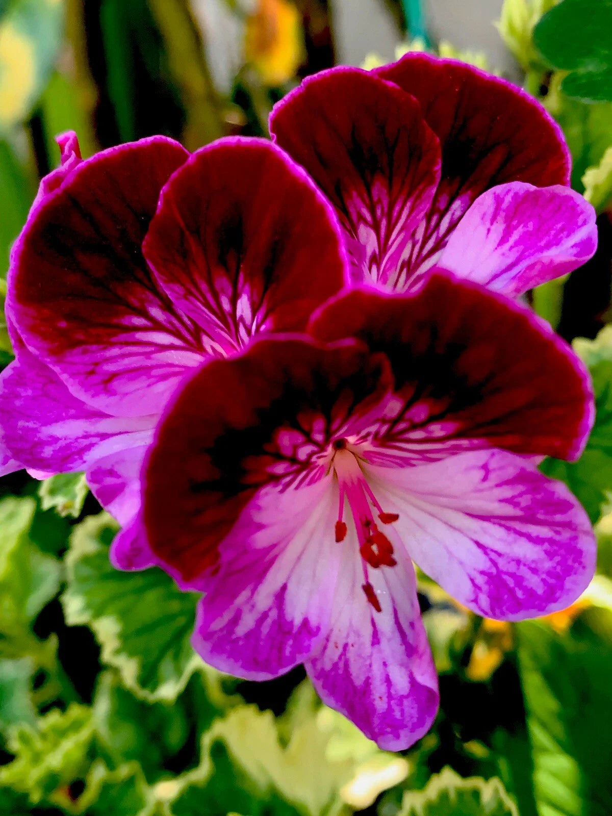Fresh Cuttings of Rare Geranium, Perennial, No Roots, 3 Pieces, Pelargonium spp.