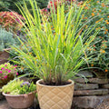 Set of 2 Lemongrass Rooted Plants – Edible Live Herb – Easy Grow – Cymbopogon citratus – No Pot Included