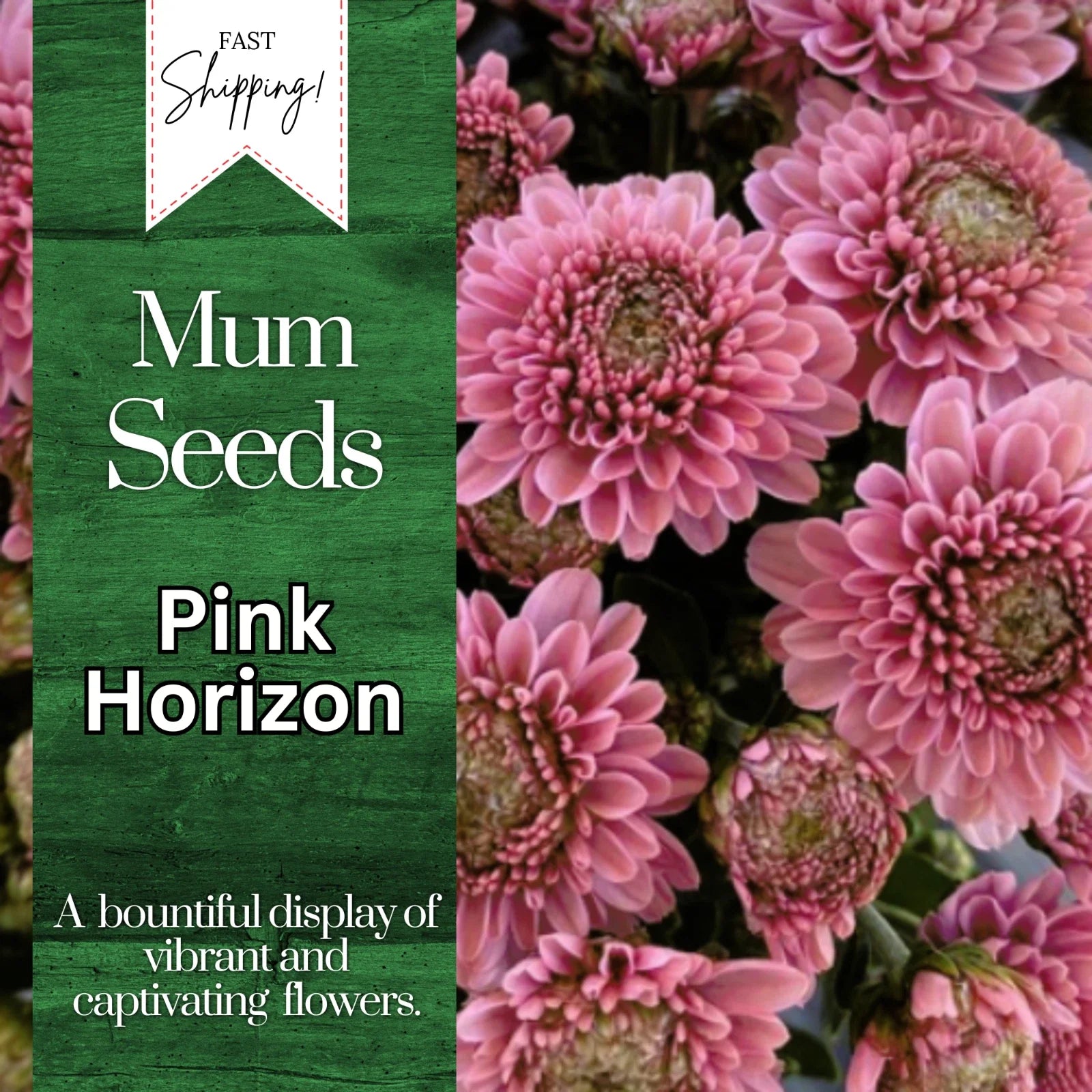 Pink Horizon Mum Seeds | 200+ Flower Seeds | Chrysanthemum | Annual Flower Seeds