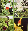 Orchid Plant Seedling 3 Bare Root New Varieties Bulb Stem (Not Perfect)