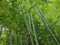 Live Rhizomes – Madake Bamboo, Privacy Screen Plant, Phyllostachys bambusoides, Hardy Garden Bamboo