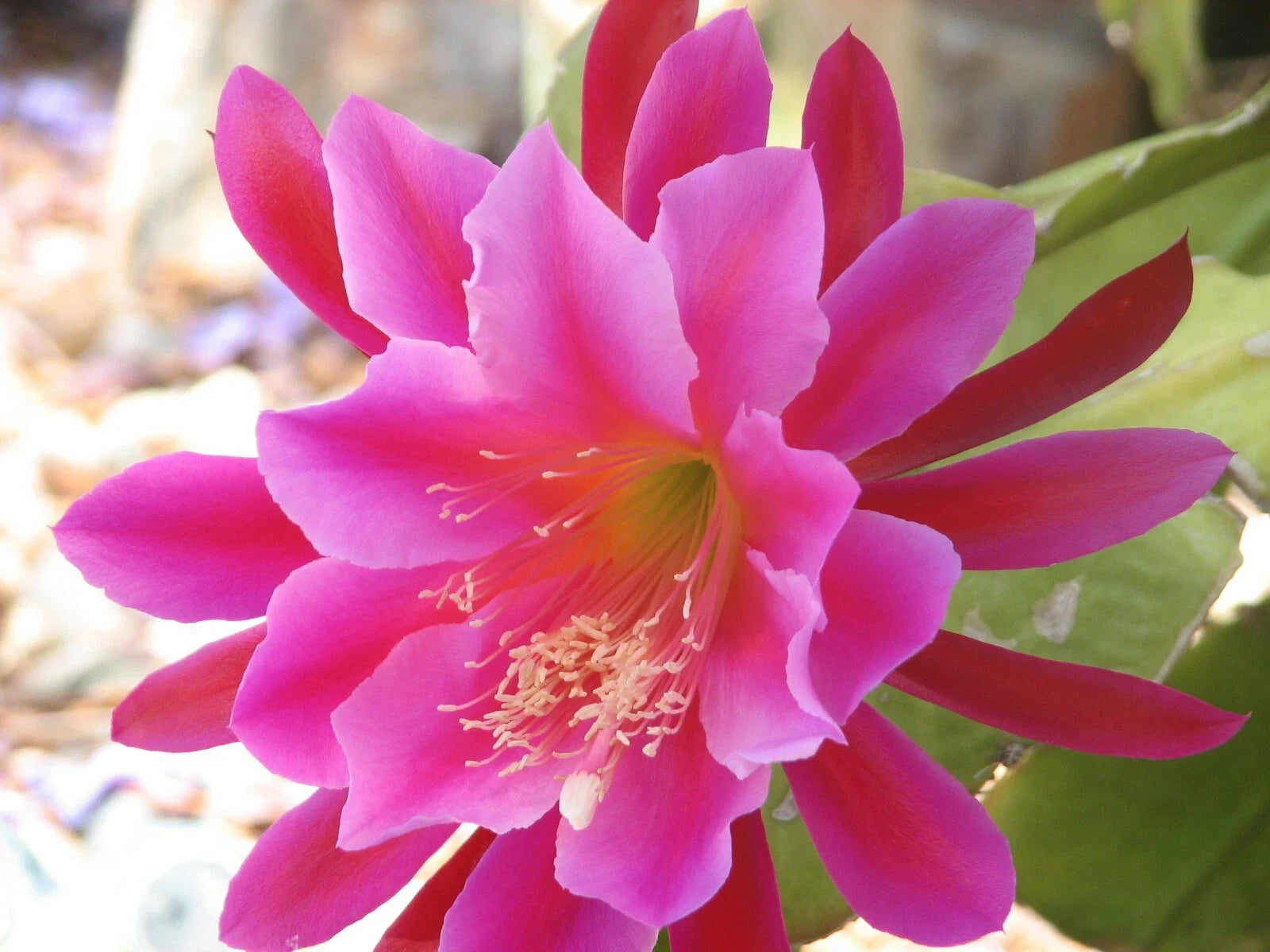 Epiphyllum Cutting - Coral Splash Variety - Succulent Cactus Plant - Epiphyllum spp.