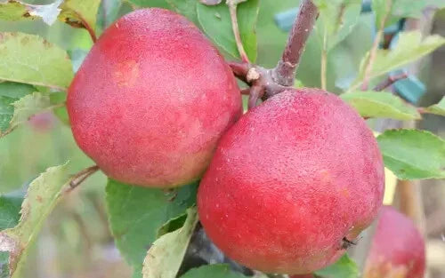 Stayman Apple Seeds - 25+ Seeds for Garden Planting - Malus domestica - USA Origin