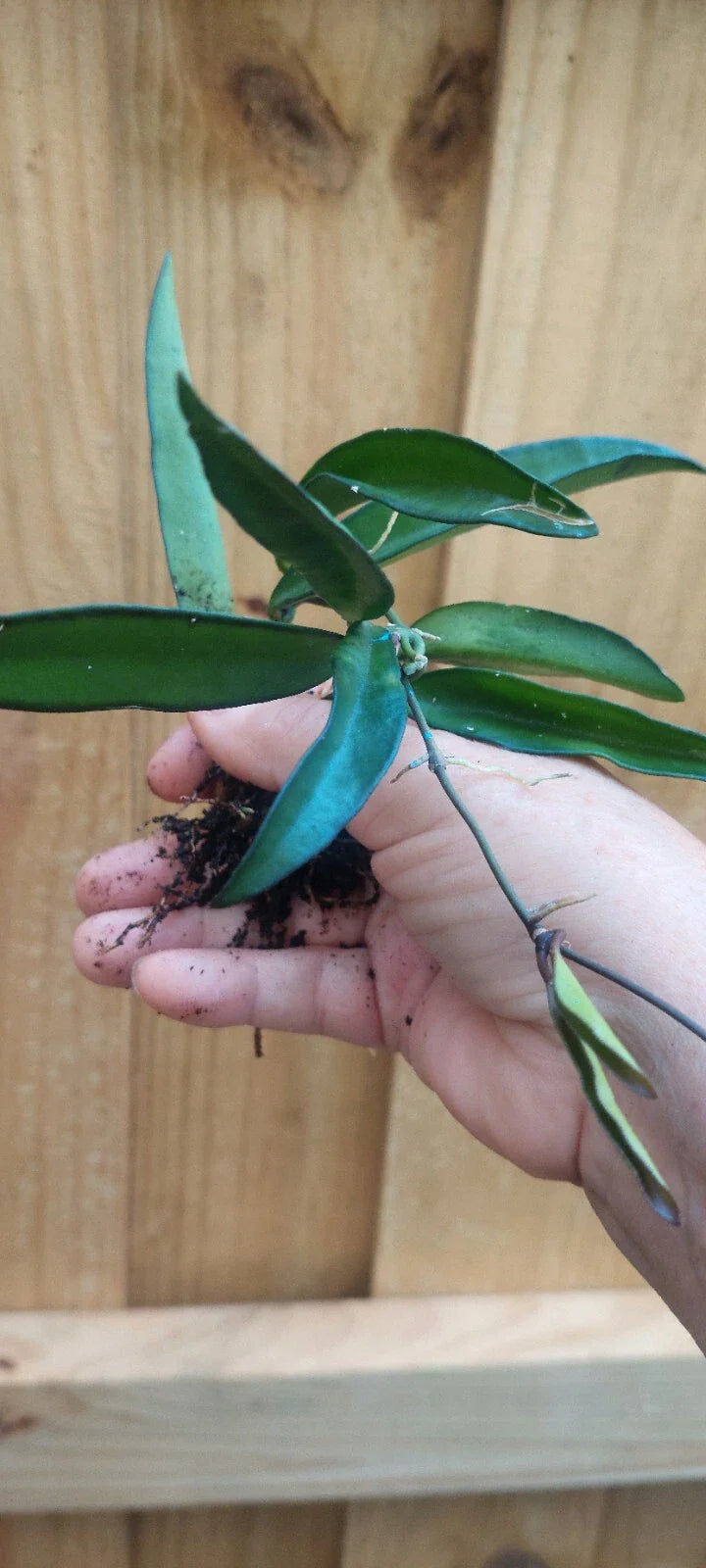 Hoya wayetii Rooted Plant Bareroot – Easy-Care Tropical Houseplant – Flowering Wax Plant – Rare Hoya Starter for Indoor Growing
