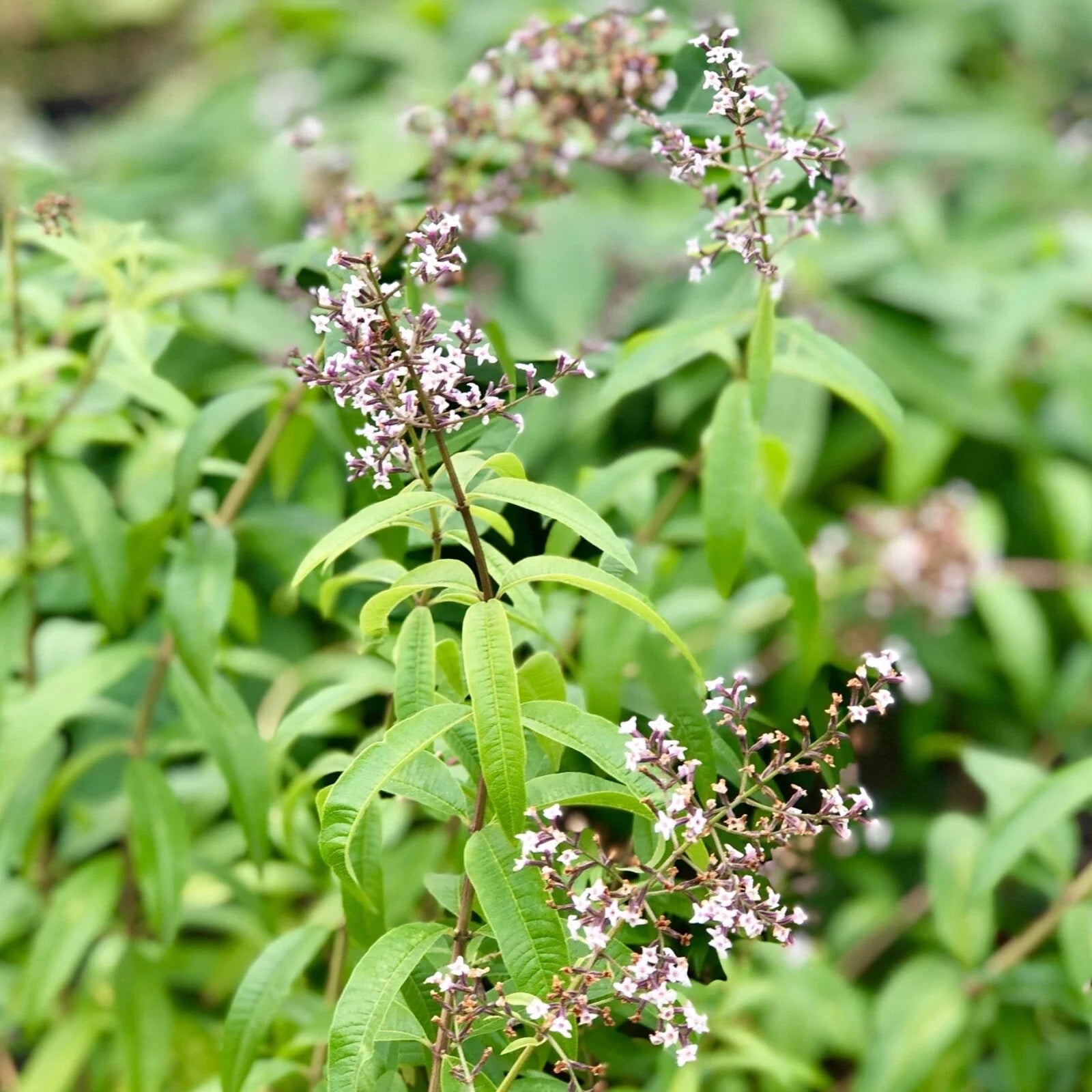 Organic Lemon Verbena – Live Starter Plant, Aloysia citrodora Herb, Strong Lemon Scent, Tea & Culinary Garden Perennial
